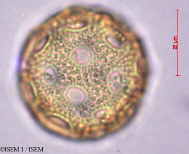 ISEM 1/Cerastium_tomentosum_27866/Cerastium_tomentosum_27866_0001(copy)_thumb.jpg